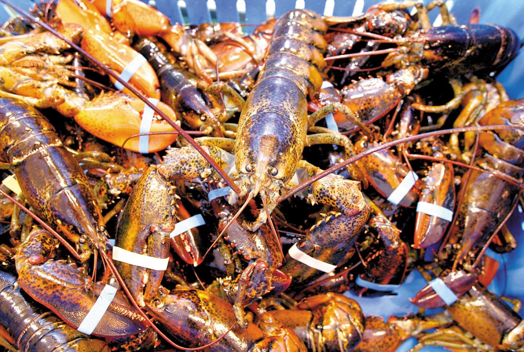 Freshly caught lobsters rest in a crate at Harbor Fish Market in Portland on Tuesday. The Lobster Advisory Council unanimously voted on Thursday to move forward with a $3 million plan to market Maine lobster in an effort to increase prices.