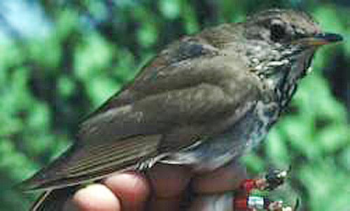 Bicknell's thrush