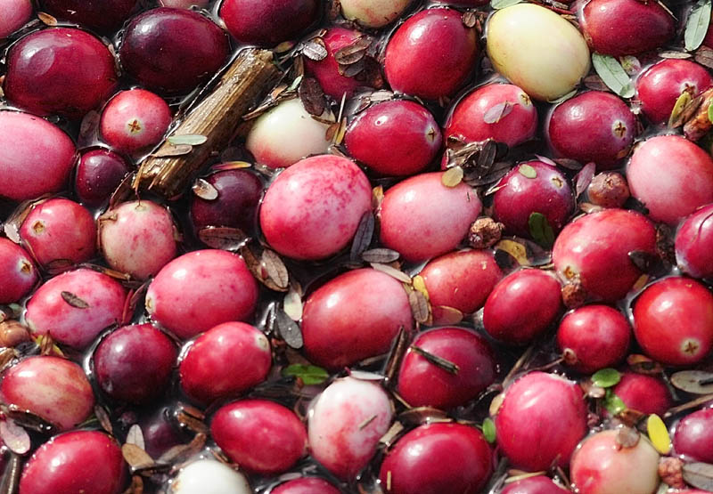 Cranberries float in a flooded field on Tuesday afternoon at Popp Farm in Dresden.