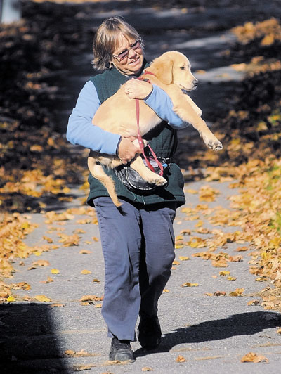 Beth Craigie, of Waterville, carries her 12-week-old golden retriever, Dewey, down West Street during their walk on Wednesday.