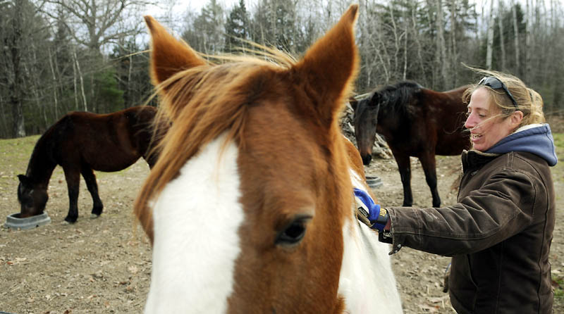 Felicity Whitten, of Readfield, rubs the back Sunday of one of the three equines she pastures at her family's Manchester field. Whitten said she feeds the two horses and a pony a bowl of grain every day to supplement their diet of hay.