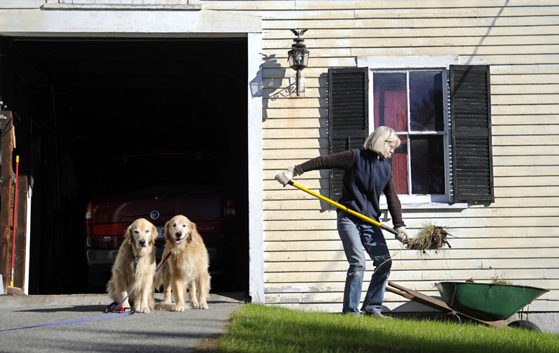 Penny Winter shovels soil Wednesday into a wheelbarrow at her family's Readfield farmhouse. The lawn around the barn was recently landscaped and Winter said she was uprooting weeds to make a flower bed before resuming her duties at Kents Hill School, where she teaches with her husband, Eric. The dogs accompany the Winters to class.