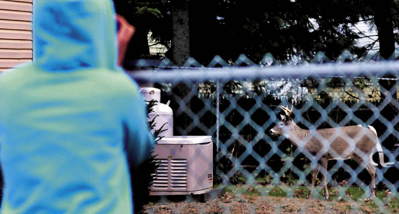 Colleen Williams takes photographs of a eight-point buck that got inside a fenced yard at a home on Oak Street in Waterville on Tuesday. Police said they would wait until dark and try to corral the deer through a gate and back to the woods. "I thought it was a reindeer at first," Williams said.