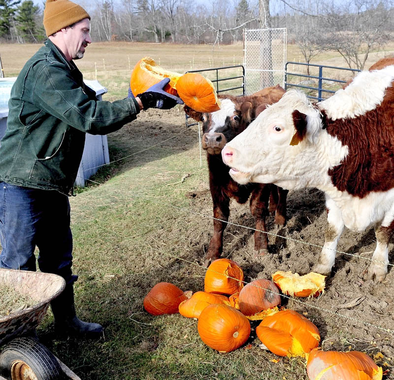 John Couture feeds leftover Halloween pumpkins to his cattle at his farm in Benton on Tuesday.