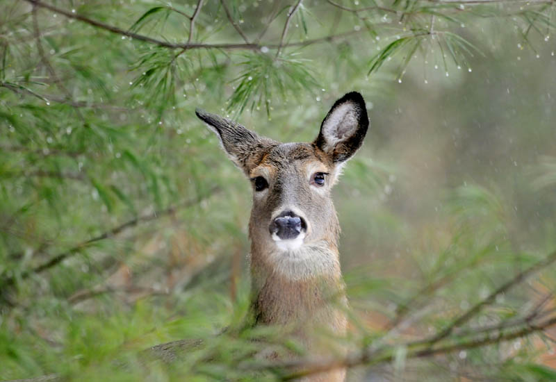 A white-tailed deer emerges from beneath a tree Wednesday, in Augusta, where it had bedded with three others. Deer are moving into winter yards that provide sustenance and shelter as snow accumulates.