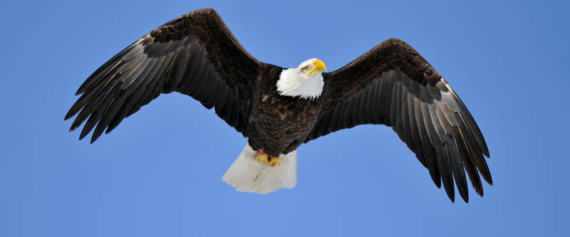 A bald eagle flies above Pleasant Pond in Richmond Tuesday as temperatures hovered around 10 degrees. With a wingspread of 6-8 feet, bald eagles often search for discarded fish on the ice.