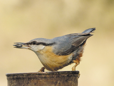 Nuthatch