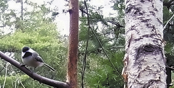 A chickadee is seen perched on a tree in Troy.