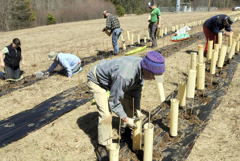 Members of The American Chestnut Foundation cover chestnut seeds planted Thursday, in a lot managed by the Small Woodlot Owners Association of Maine, on Case Road in Winthrop. The volunteers and staffers of the non-profit group planted 900 chestnut seeds as part of the group's effort to plant a total of 3,600 in four different seed orchards managed by SWOAM in Winthrop, according to Maine chapter vice president Eric Evans. The American Chestnut Foundation was started in 1983 to reverse the decline of the hard wood tree species.