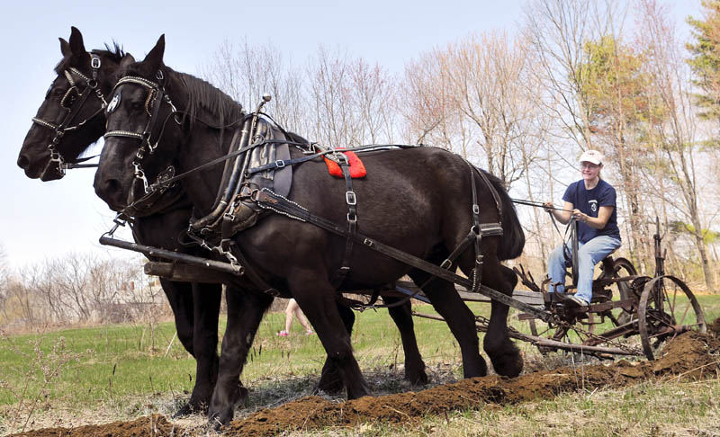 Kathy Simmons cuts a garden plot Sunday at Sherrie and Jason Brann's home in Sidney with a pair of Percheron that belong to her father, Pete Stratton. The team pulled a Syracuse Sulky Plow from the 1920s through an acre of soil with the Brann family and friends picking up stones that emerged in the furrow. Stratton said he plans to return and harrow the plot later.