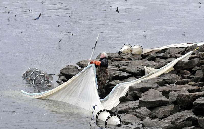 Stephen Staples of Hallowell sets a fyke net in early April at the confluence of Cobbossee Stream and the Kennebec River in Gardiner. The elver fisherman said he got paid $2,200 a pound for the baby eels.