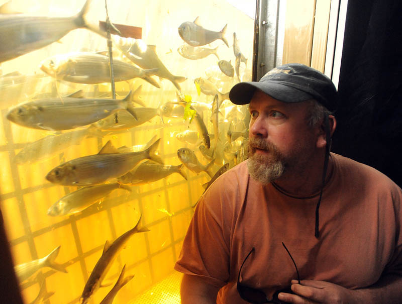 Nate Gray, the onsite biologist from the Department of Marine Resources at the Benton Falls dam, sits next to a fish observation window at the top of the dam. Gray has the duty of counting and measuring the number of alewives that pass through the dam. So far this year, only two weeks in to the run, over 1.3 million fish have been tracked.