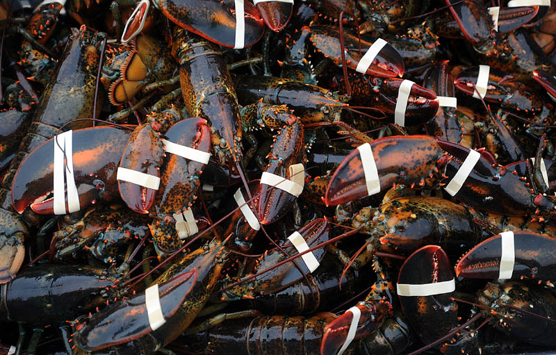 A crate full of lobster, worth $4.25 per pound, is weighed at the Friendship Lobster Co-Op in Friendship Harbor on Wednesday.