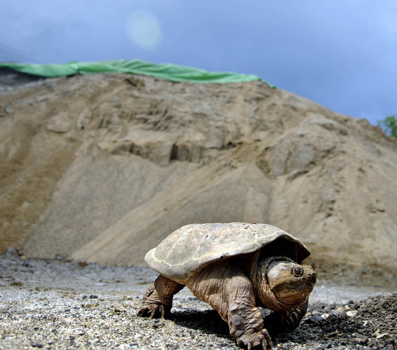 A female common snapping turtle retreats to the Kennebec River Sunday after laying eggs in a sand pit in Hallowell. Several species of turtles are meandering around cars and bikes at this time of year to deposit eggs.