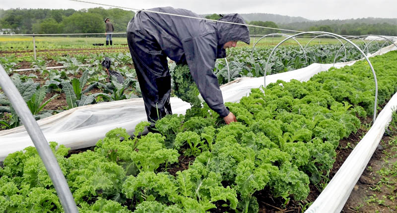 Cassie Seawell harvests kale in the pouring rain at Village Farm, a community-supported agriculture venture, in Freedom on Tuesday.