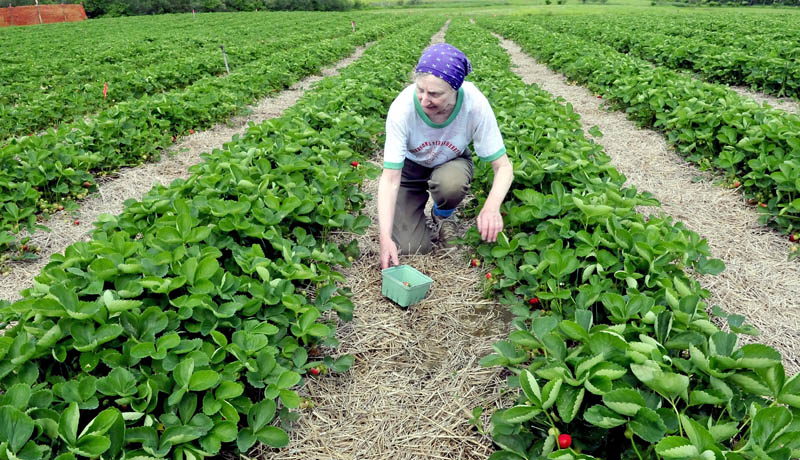 Judy Richardson, owner of Richardson's Strawberry farm in Clinton, picks berries for stand sales on Monday. Richardson said the stand is open daily and as berries ripen, the farm will open for pick-your-own later this month.