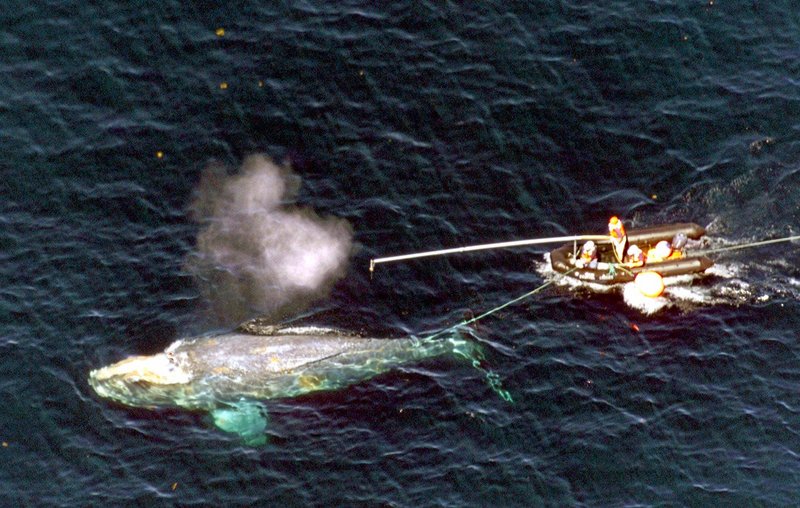 Scientists approach a North Atlantic right whale entangled in marine rope about 80 miles east of Provincetown, Mass., in 2001. The attempt to free the big mammal was unsuccessful.