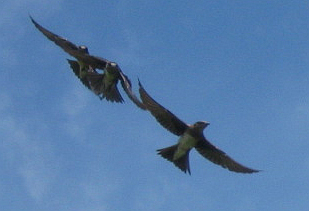 A trinity of purple martins at the Unity Field of Dreams.