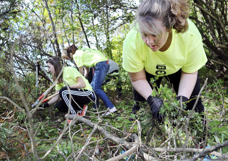 Hall-Dale High School student Kyrie Johnson collects shrubs and branches her classmates pruned at the Dresden home of Doris Swasey today, during the school's Day of Caring.