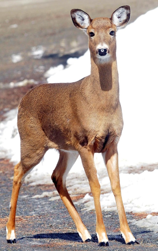 Watch for deer in the roadway this time of the year, and watch for even more behind the ones you do see, Amy Calder advises.