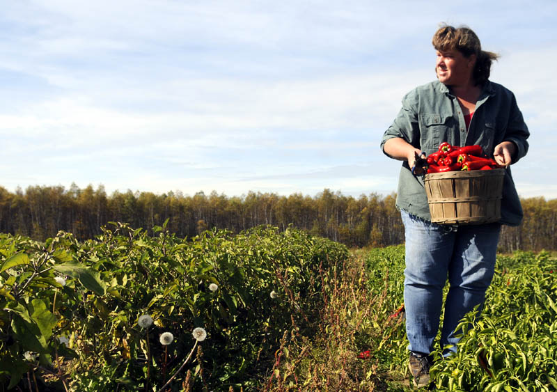 Wendy Elvin carries a basket full of sweet peppers she harvested Monday back to the stand at her family's Readfield farm. A variety of gourds and produce is available at Elvin's Farm every day through Halloween and on weekends until Thanksgiving, she said.