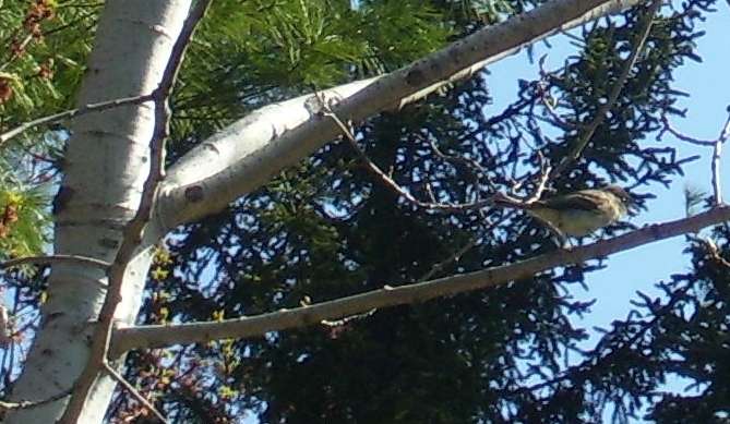 A phoebe in the birch in Troy.