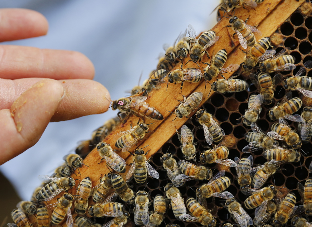 Erin MacGregor-Forbes, a master beekeeper, touches a queen bee while checking her hives in Portland. Many plants touted as “bee-friendly” are pretreated with a class of pesticides shown to harm and kill bees and other pollinating insects, according to a study to be released Wednesday at a press conference in Portland.