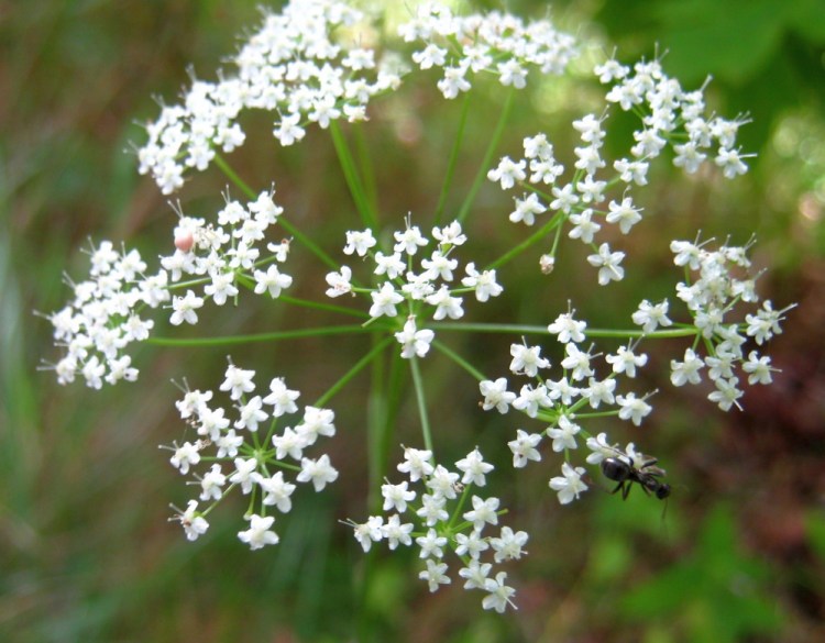 A nameless white flower in Troy. Heaven scent.