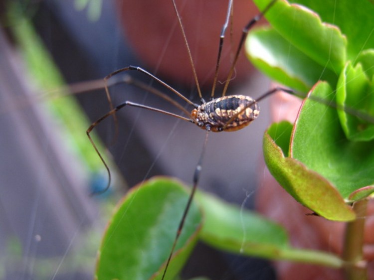 An Eastern harvestman ambles along the deck in Troy. The strands of silk among the leaves belong to a spider, not the daddy long-legs.