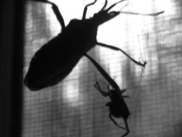 A house spider patiently secures a Western conifer seed bug to its cobweb, silhouetted in the kitchen window against the October yard in Troy.