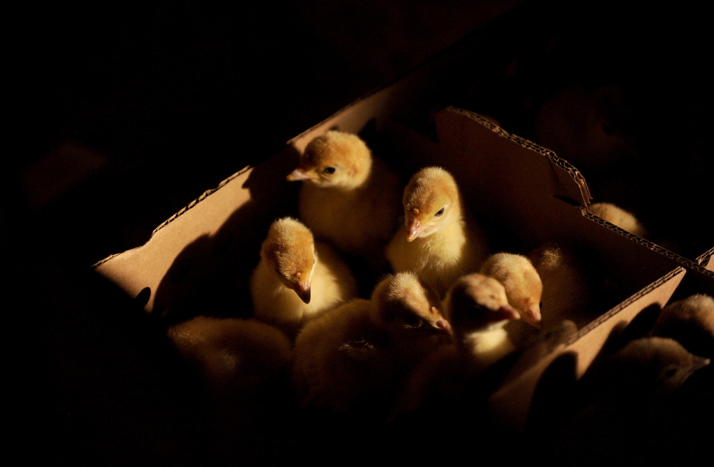 MERCER, MAINE - AUGUST 7, 2014. 
 Baby turkeys cuddle in a shipping box after arriving at Greaney's Turkey Farm in Mercer on Thursday, Aug. 7, 2014. (Staff photo by Michael G. Seamans)