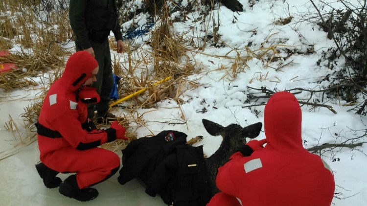 Crews from the Skowhegan Fire Department’s water rescue team and state Department of Inland Fisheries and Wildlife saved a deer from the thin ice on the Kennebec River in Fairfield Tuesday morning.