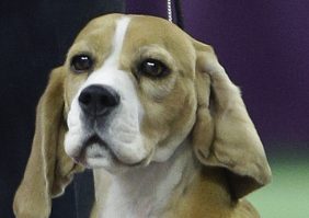 Miss P, a 15-inch beagle, was named Best in Show on Tuesday night at the Westminster Kennel Club dog show in New York.