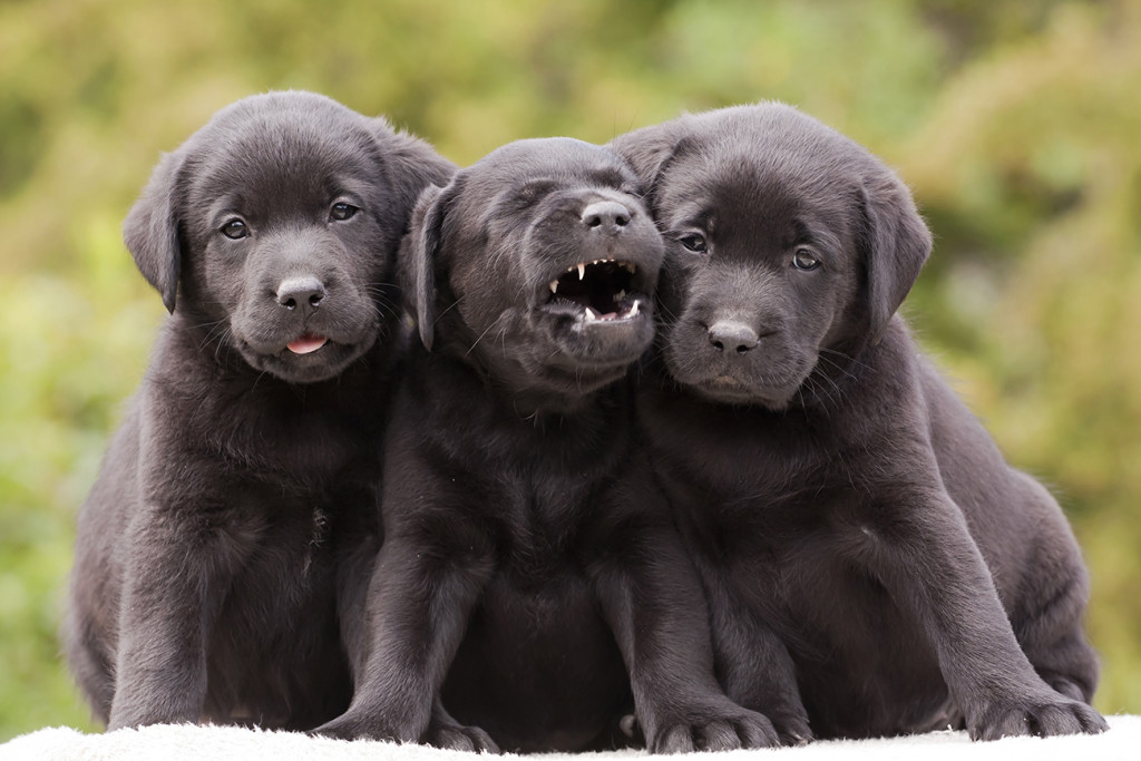 Supporters of the bill argue that the Labrador retriever is the perfect symbol for Maine because it's friendly, hard-working and loves the outdoors. Shutterstock image