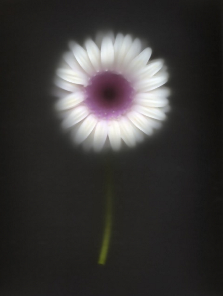 “Gerber Daisy,” Michael Heiko