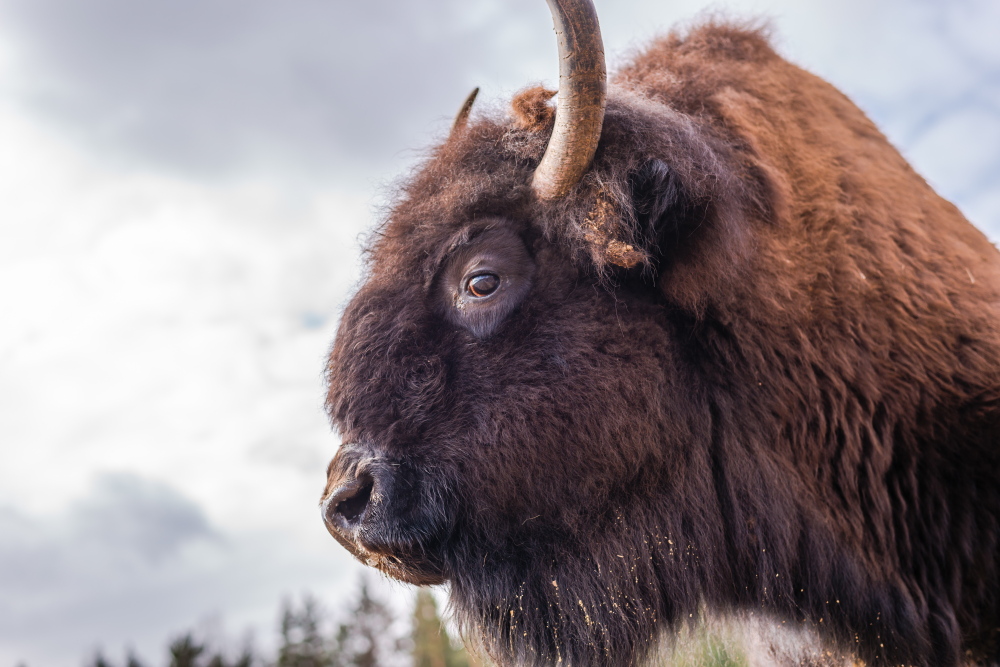 Those bison horns aren’t just for digging for tasty vegetation, as an Australian tourist learned the hard way Tuesday. Lest others not get the message, graphic fliers are being handed out by the National Park Service.