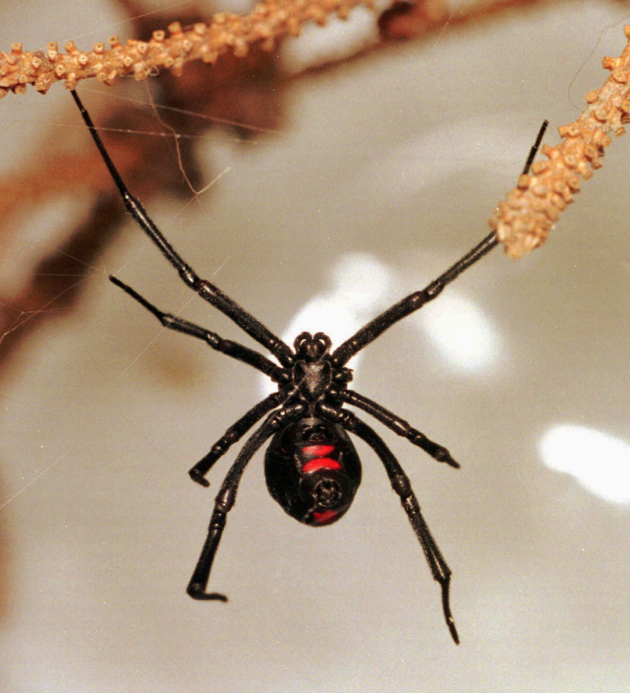 The black widow spider, predominantly found in the southern and western United States, has a shiny black body and a red hourglass shape on its underside.
