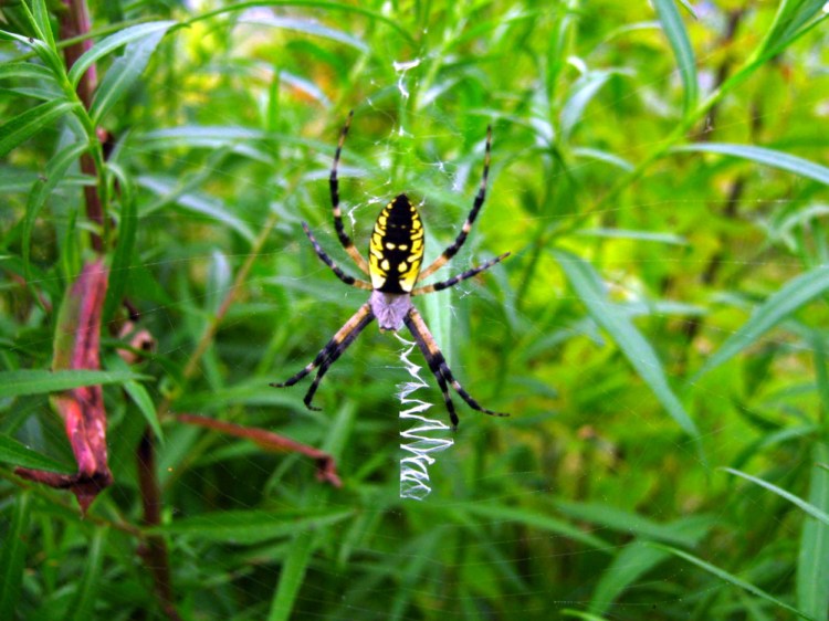 A female black and yellow garden spider (Argiope aurantia) sits in her web with a linear stabilimentum in the Unity park in August 2010.