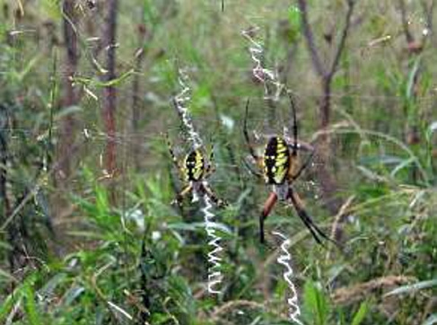 Two female black and yellow garden spiders sit in their webs, with linear stabilimenta, in the Unity park in 2012.