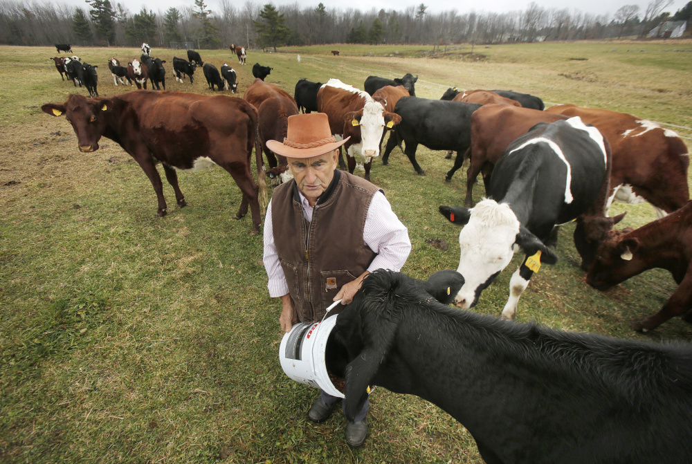 Ralph Caldwell feeds grain to beef cattle at his farm in Turner. Caldwell says he had to stop raising dairy cows because the federal requirement to add corn-based ethanol to gasoline indirectly tripled his feed costs and he couldn’t pass the increase on to customers.