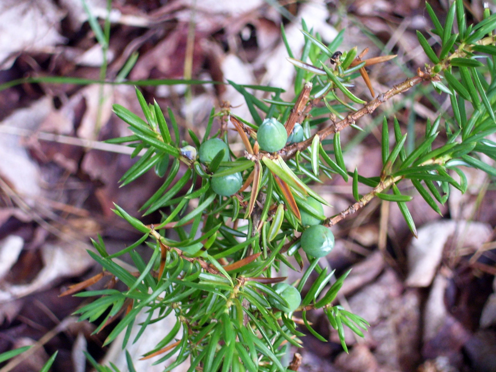 Juniper berries in Troy.