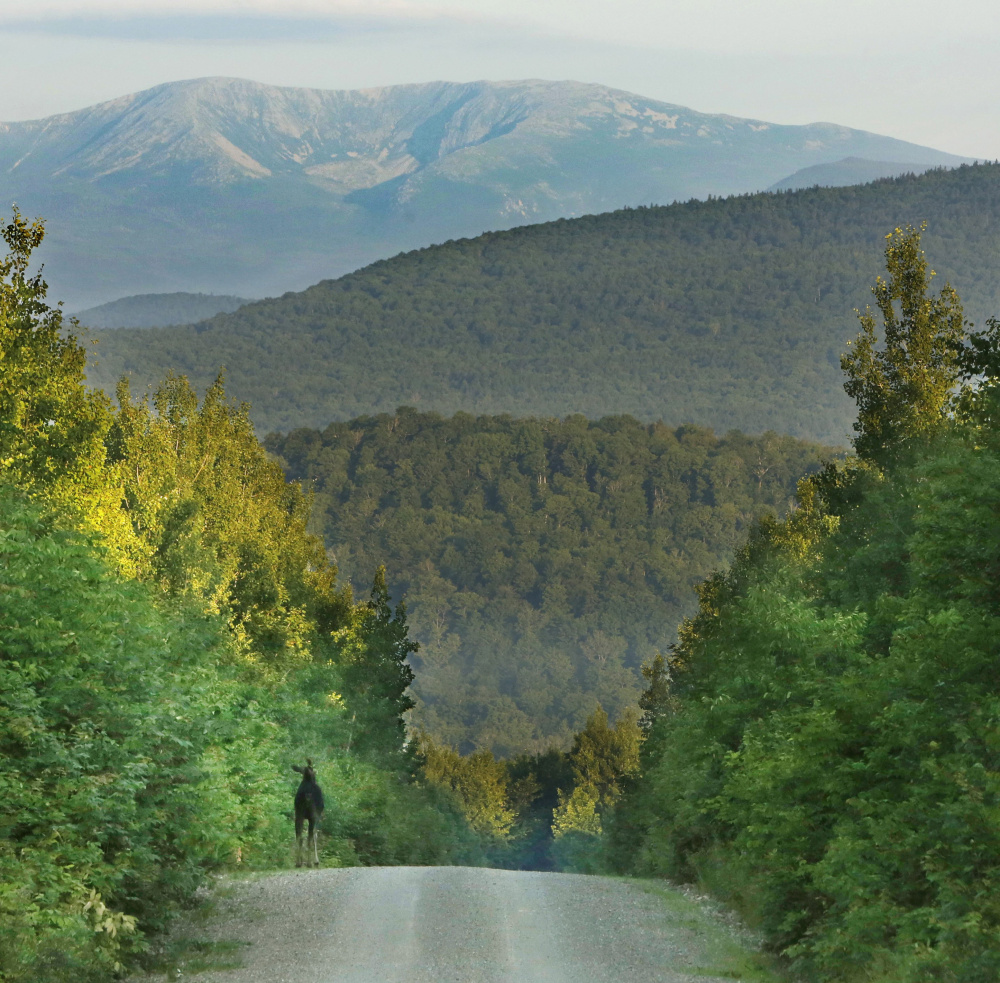 A moose stands on land owned by Roxanne Quimby’s Elliotsville Plantation company.