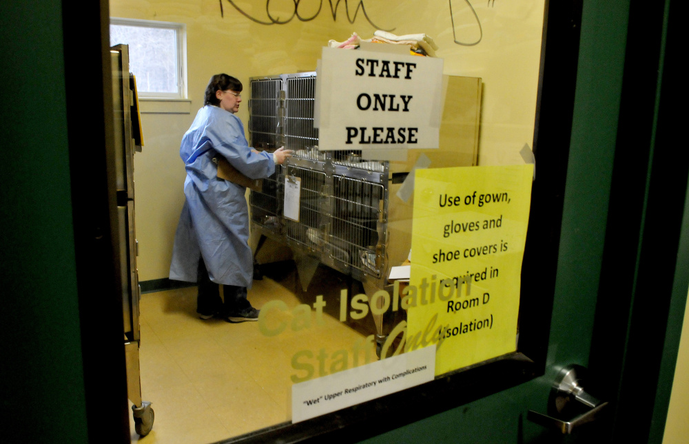 Veterinarian technician Colleen Rongo on Thursday administers medication to the 41 cats the Humane Society Waterville Area received Wednesday from a “hoarding situation.”