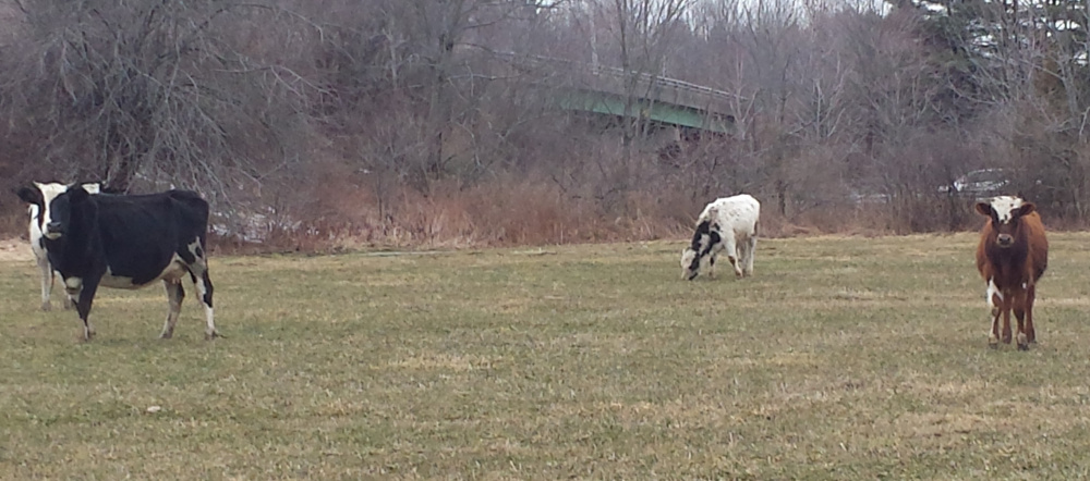 Cows belonging to Mark Gould of Sidney graze in his neighbor’s yard. Gould has been summoned on several charges of animal trespass.