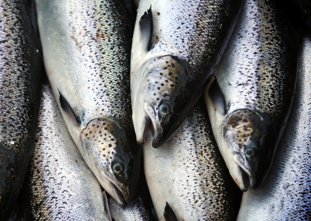 Farm-raised Atlantic salmon move across a conveyor belt as they are brought aboard a harvesting boat near Eastport. Maine's endangered salmon will need restored habitats, removal of dams, aggressive hatchery programs and other conservation actions if its population is to rebound, according to a new report.