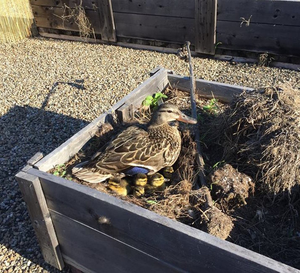 Duck eggs that were laid atop a former textile mill in downtown Biddeford hatched Tuesday night.