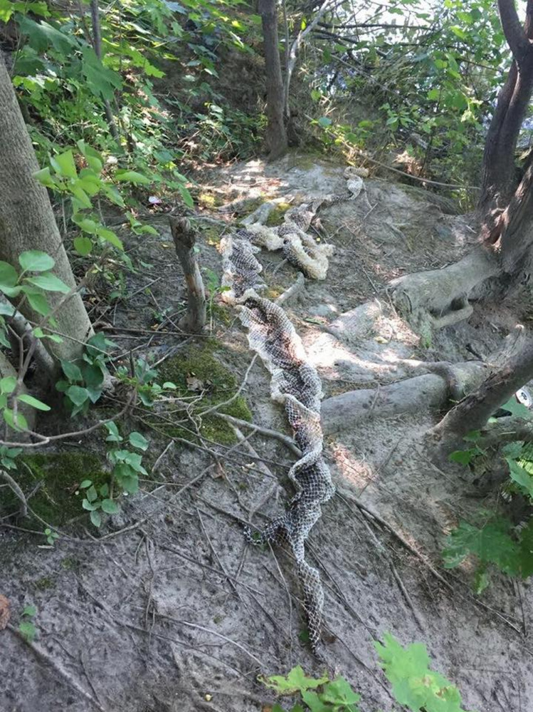 This large snakeskin was found along the Presumpscot River in Westbrook on Saturday.