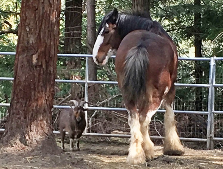 Buddy chills with his friend Lancelot, a Nigerian dwarf billy goat, near Santa Cruz, Calif. Photo courtesy of Tamara Schultz via AP