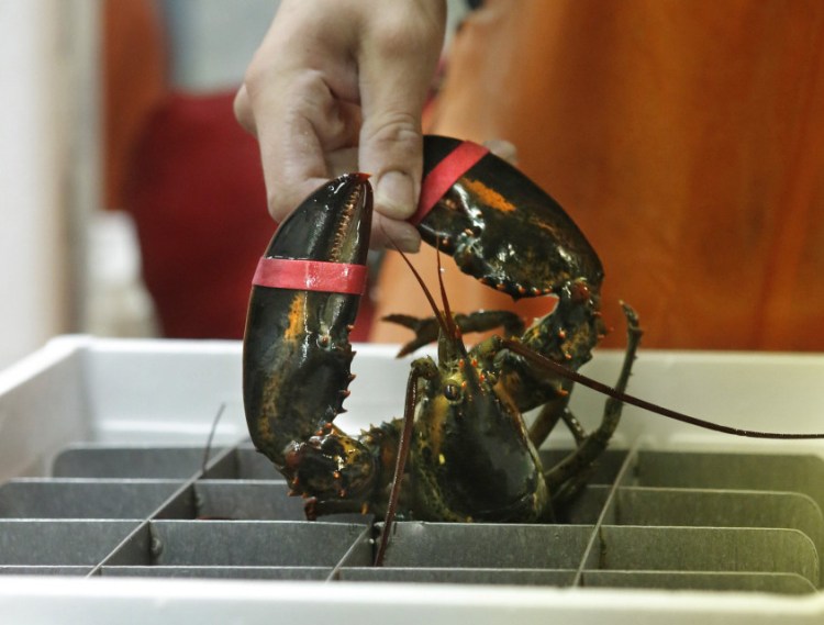 A live Maine lobster is packed for shipping at The Lobster Co. in Arundel. A proposed ban in Europe could cost the Maine fishery almost $11 million in annual revenue.