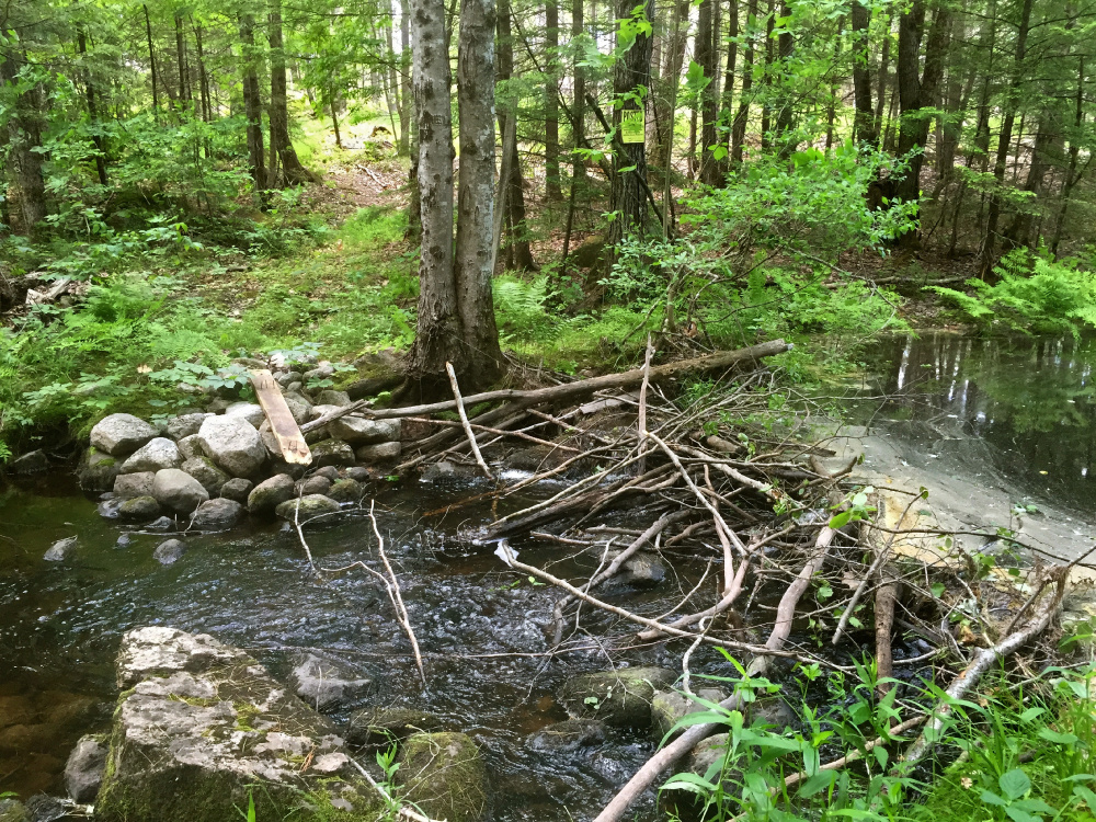 It's not just humans who enjoy Holt Pond in Naples. A beaver dam in the small Muddy River leads into the pond. Joe Grant/Sports staff